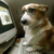 Profile picture of CorgiGirl