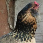Profile picture of kathleen hagiwara