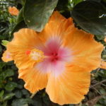 Profile picture of Traveler50