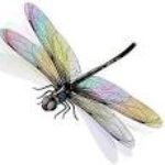 Profile picture of Dragonfly